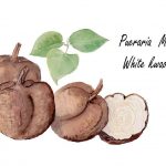 Benefits of Pueraria Mirifica And Puerarin Extract
