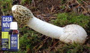 Phallus Impudicus Mushroom Extract