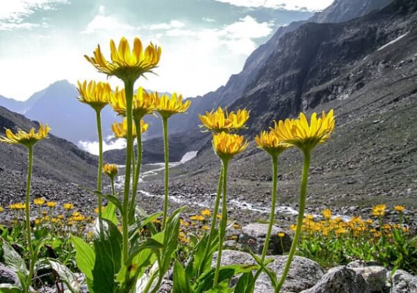 Arnica de montagne, musculo-squelettique