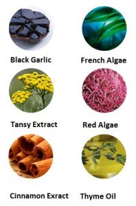 Black Garlic French Algae Red Algae Tansy Cinnamon Thyme