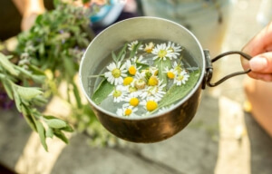 Chamomile