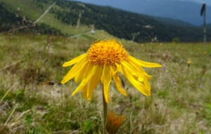 Arnica di montagna