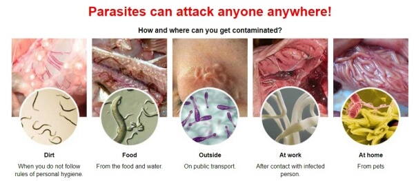 Parasite Infections, parasites
