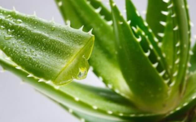 Aloe Vera 