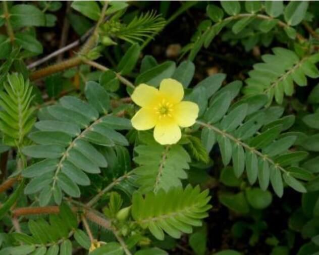 Los dientes de la abuela (Tribulus Terrestris) 