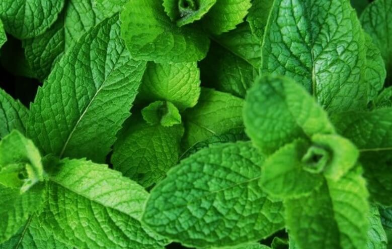 Peppermint Essential Oil - Helps for Better Endurance in Bed!