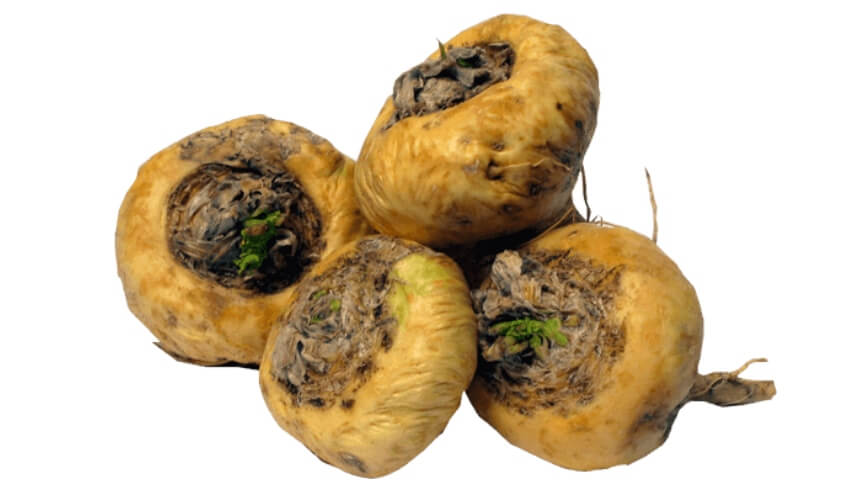 Peruvian Maca - Be More Fruitful and Potent in 2022!