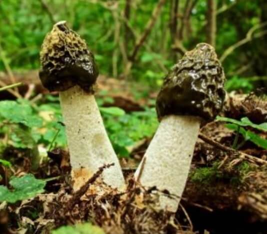 The fungus Phallus Impudicus