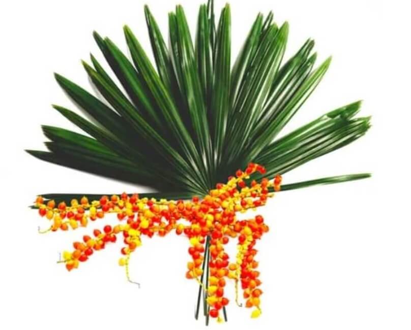 Sao Palmeto (American Dwarf Palm) 