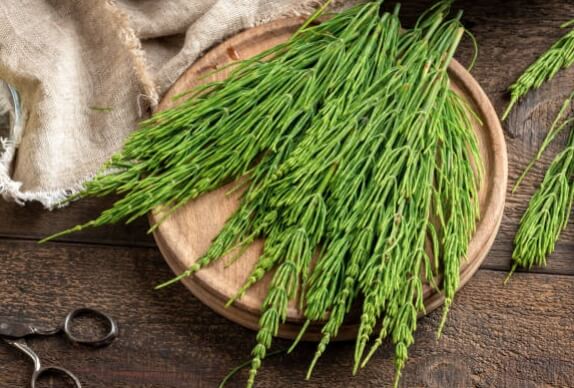 Horsetail for the Hair, Nails, & Skin