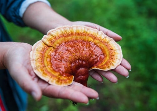 Lingzhi (Reishi) Mushroom